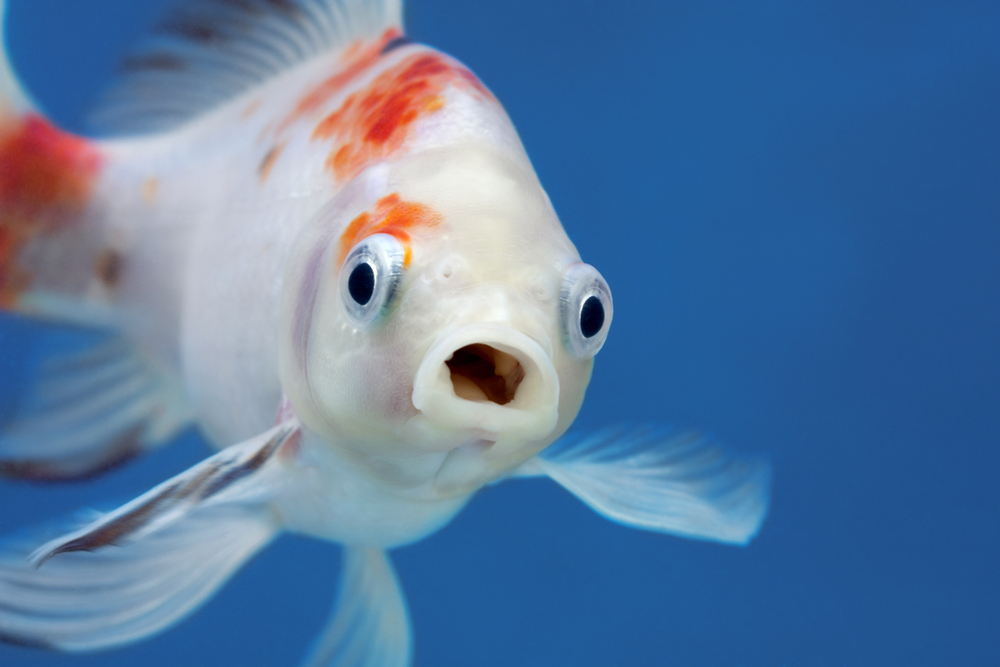 A,Fish,With,Wide,Open,Mouth,And,Big,Eyes,In