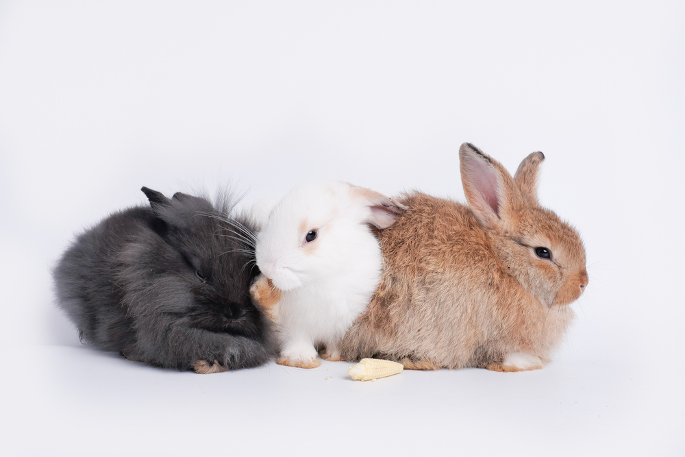 Three,Adorable,Bunnies,Or,Rabbits,,Blcak,,,White,And,Brown,