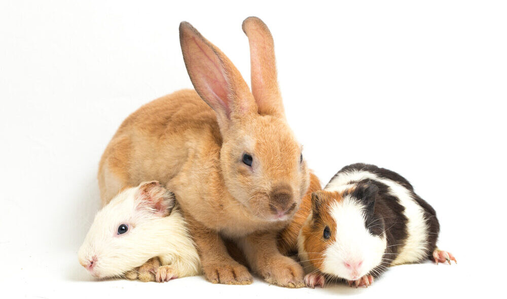 Cute,Little,Rex,Orange,Rabbit,And,Guinea,Pig,Isolated,On