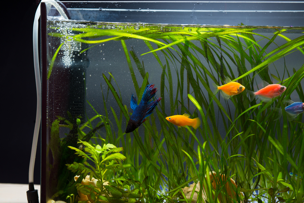 Aeration,Of,Water,In,Aquarium,With,Different,Colored,Fishes,And