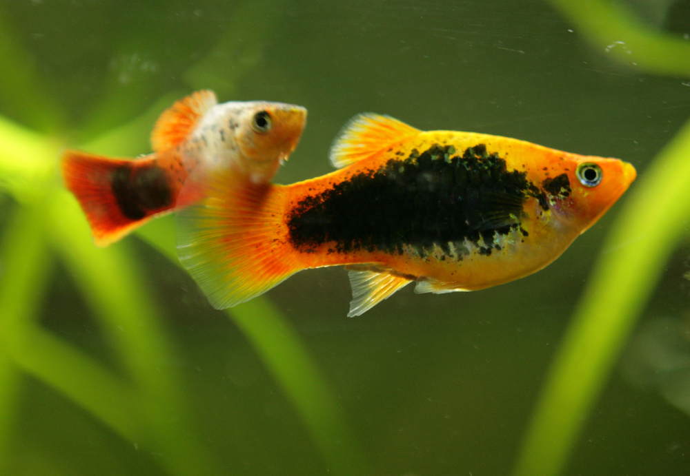 Platy,Tropical,Fish,With,A,Green,Background