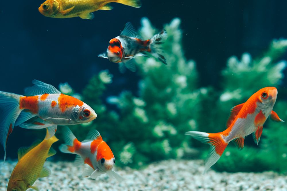 Yellow,And,Red,Goldfish,Swimming,In,Aquarium