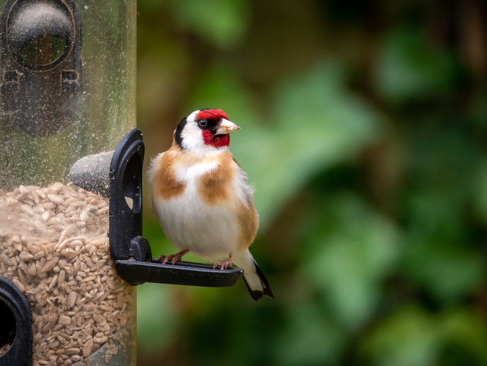 Goldfinch,,Carduelis,Carduelis,,Perched,On,Bird,Seed,Feeder,Feeding,Sunflower