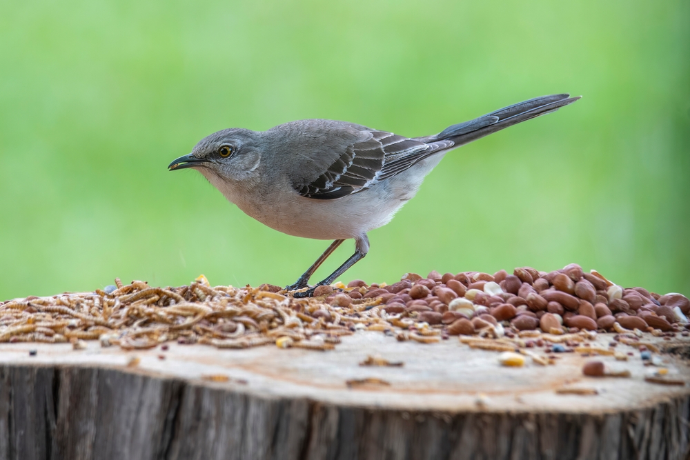 Mockingbird,Perched,On,A,Log,Looking,At,Birdfood.